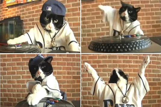 Tampa Bay Rays - DJ Kitty